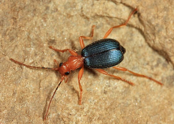 Brachinus patruelis