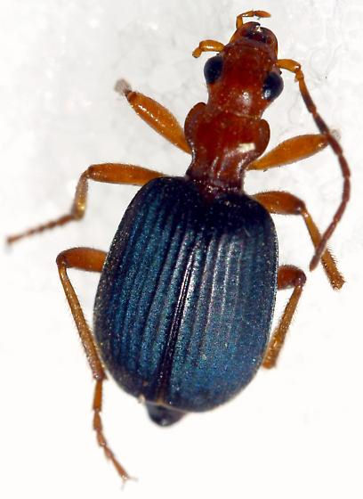 Brachinus phaeocerus