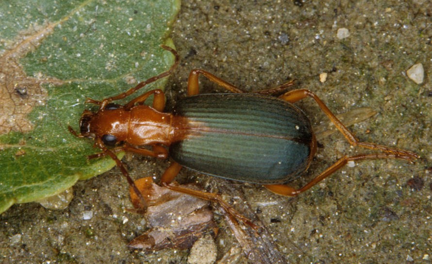 Brachinus plagiatus