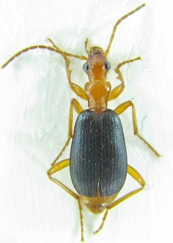 Brachinus psophia