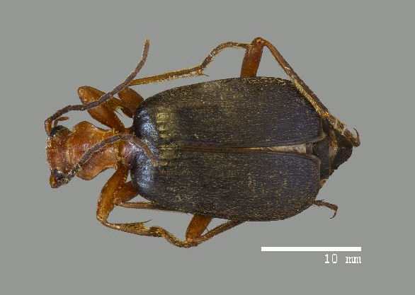 Brachinus quadripennis