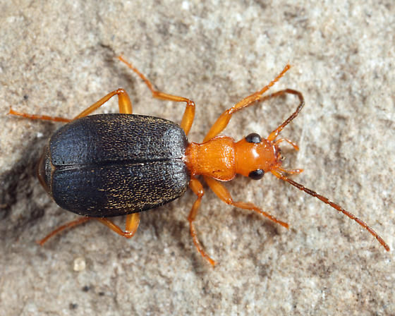 Brachinus rugipennis