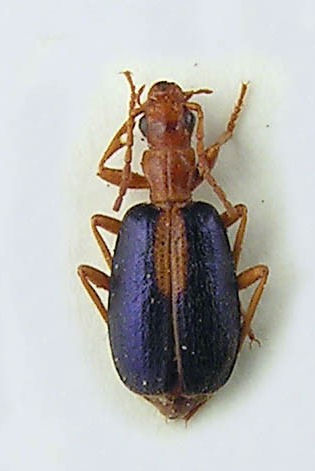 Brachinus sclopeta