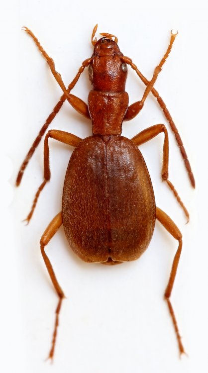 Brachinus testaceus