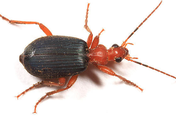 Brachinus vulcanoides