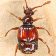 Brachygluta perforata