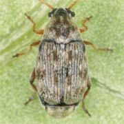 Bruchidius imbricornis