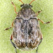 Bruchidius lividimanus