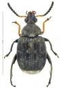 Bruchus rufimanus