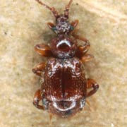 Bryaxis clavicornis