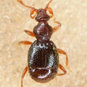 Bryaxis puncticollis