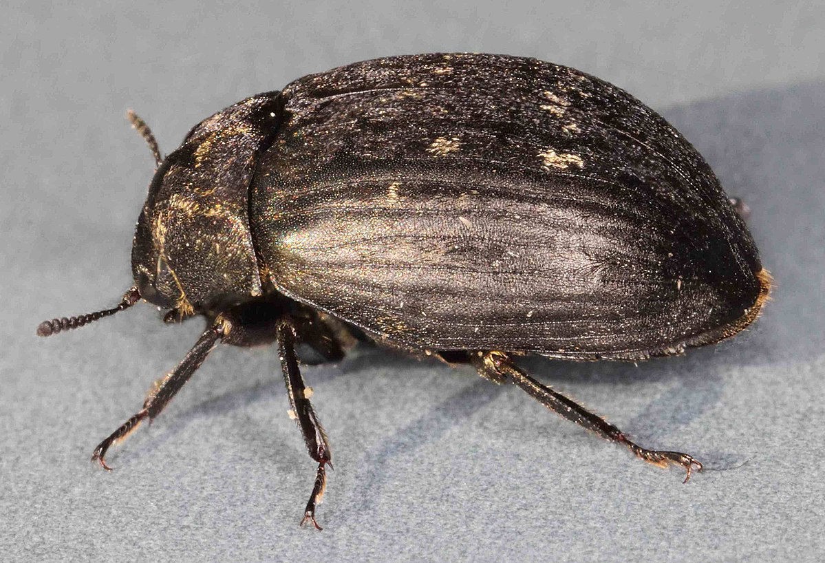 Byrrhus pilula