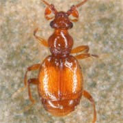 Bythinus macropalpus