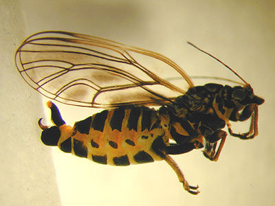 Cacopsylle pyri