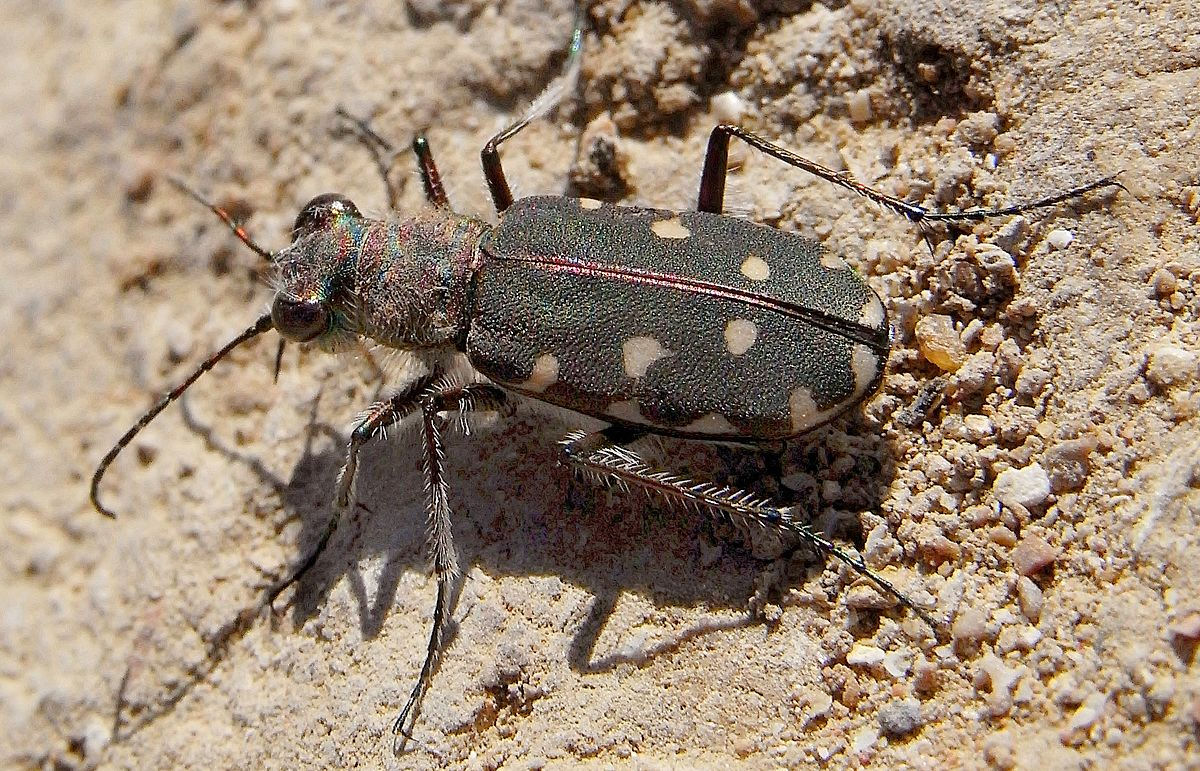 Calomera littoralis nemoralis