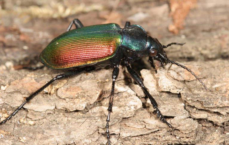 Calosoma sycophanta