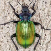 Calosoma sycophanta