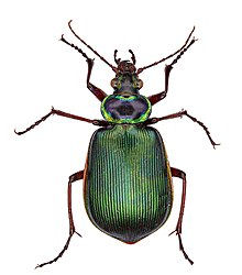 Calosoma