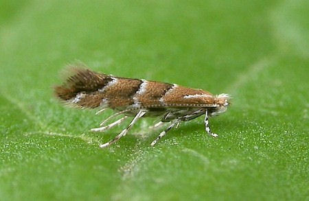 Cameraria ohridella