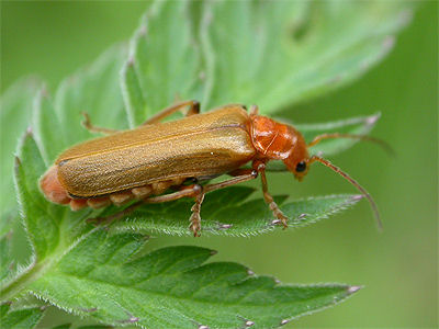 Cantharis cryptica