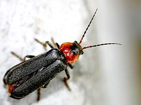 Cantharis fusca