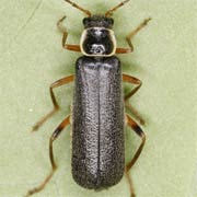 Cantharis pagana