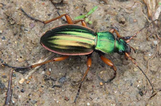 Carabus auratus