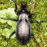 Carabus hortensis