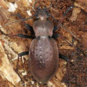 Carabus silvestris