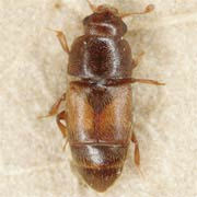 Carpophilus mutilatus