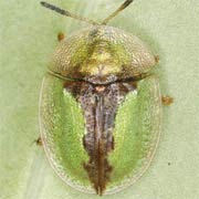 Cassida bergeali