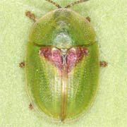 Cassida sanguinolenta