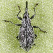 Catapion seniculus