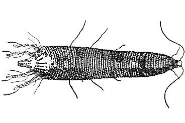 Cecidophyopsis ribis