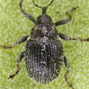 Ceutorhynchus atomus