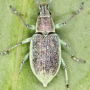 Chlorophanus gibbosus