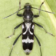 Chlorophorus figuratus