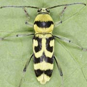 Chlorophorus varius