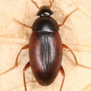 Choleva agilis