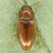 Chryptophilus integer