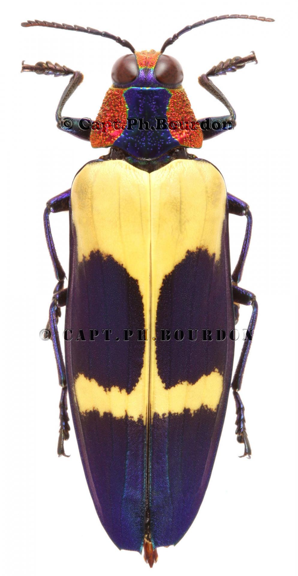 Chrysochroa buqueti