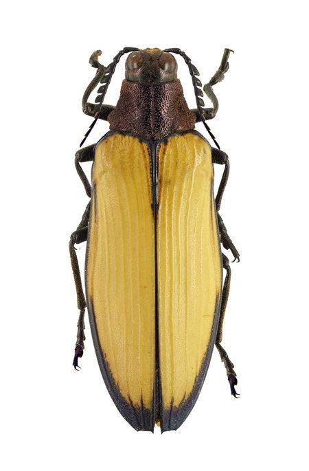 Chrysochroa catoxantha