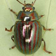 Chrysolina americana