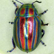 Chrysolina cerealis