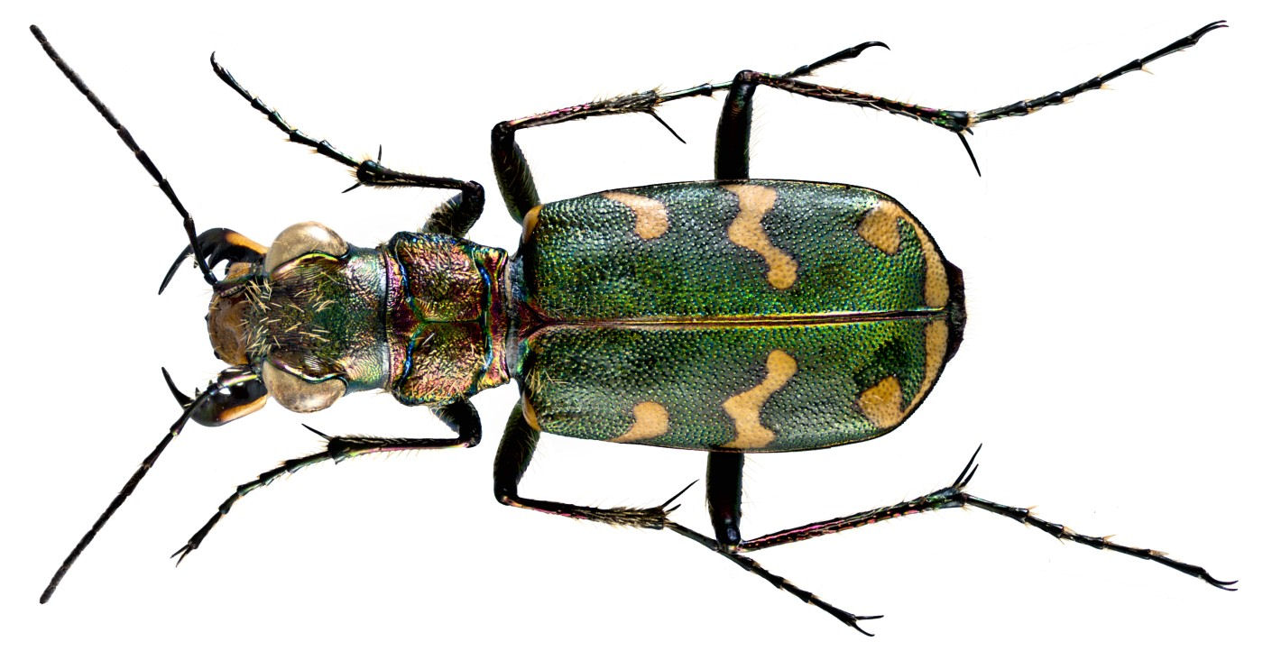 Cicindela hybrida transversalis