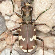 Cicindela silvicola