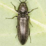 Cidnopus aeruginosus