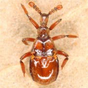 Claviger testaceus