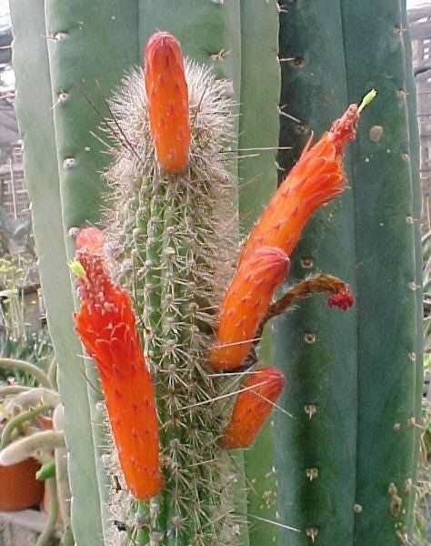 Cleistocactus azerensis