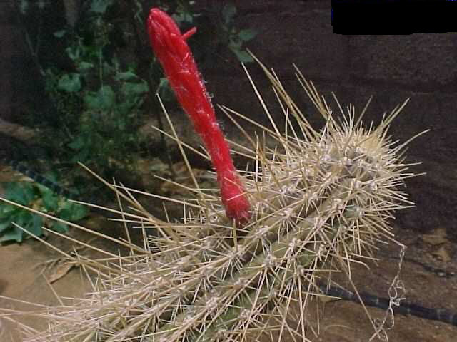 Cleistocactus baumannii v. flavispina